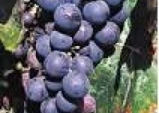 butasi soiul Cadarca