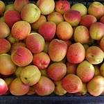 Valorificam pomi din speciile nuc, prun, mar, par