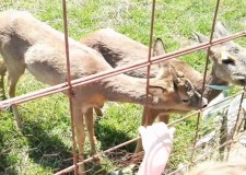 Norvegia - Ferma de caprioare /2500 euro