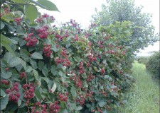 Arbusti fructiferi de calitate la preturi corecte