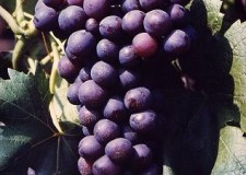 butasi soiul Cardinal