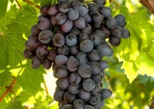 butasi soi fara sambure Cardinal VCR 26