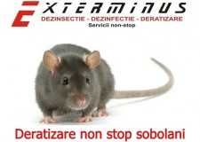 deratizare non stop