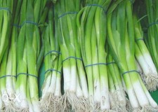 Danemarca - La cules ridichi si ceapa verde in Sere/2100 euro