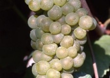 butasi soiul Chardonnay