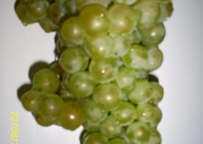 butasi soiul Chasselas Dore