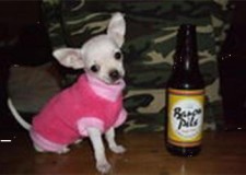 Puisori chihuahua toy isi cauta o familie iubitoare care sa le ofere atenti