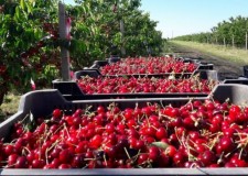 Ferma pomicola Suedia/ 2300 euro