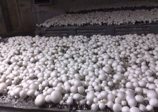 Ferma de ciuperci Franta/ 1800 euro