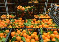 depozit de nectarine germania