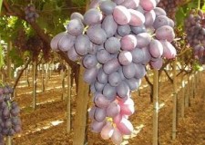 butasi soi Crimson Seedless