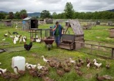 ferme de animale in austria