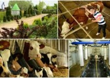 ferma de animale austria