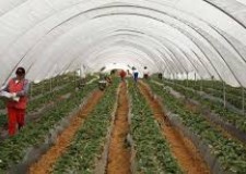 agricultura in olanda