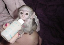 CapucinÄƒ, maimuÈ›e de veveriÈ›Äƒ, pÄƒianjen È™i marmoset disponibile pentru adoptare