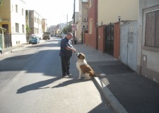 dresaj canin la domiciliu!platesti in rate!