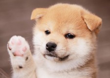 C.K.C Shiba Inu Pui disponibile pentru adoptare