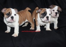 3 Beautiful Kc Pupici de bulldogi englezi Ã®nregistraÈ›i