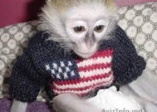 MaimuÈ›e capucin inteligente pentru adopÈ›ia X-mas (provvidenzaanello949@gmail.com)