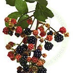 Producem si comercializam mur fara spin si toata gama de arbusti fructiferi