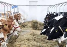 Ferma de animale Irlanda/ 1800 euro