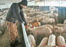 ferme de purcei germania