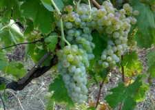 butasi soi alb vin Feteasca Alba