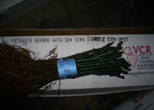 butasi soi rosu vin Feteasca Neagra