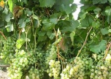 butasi soi vin alb Feteasca Regala