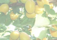 Pepiniera Pomicola - Comercializam pomi fructiferi altoiti certificati