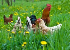 ferme de animale austria