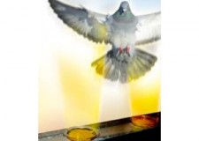 Gel â€“ repelent pentru alungarea pÄƒsÄƒrilor (porumbei, pescaruÈ™i) Bird free optical gel - 1 cutie 20g