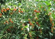 Vand butasi si plante de goji.