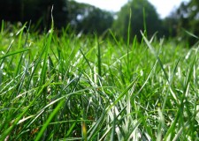 Ofer iarba pentru cosit