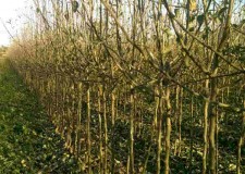 Pomi fructiferi de vanzare