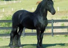 Loc de munca la ferma de cai