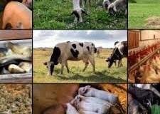 ferme de animale in olanda