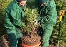 plantat brazi olanda