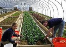 agricultura in olanda