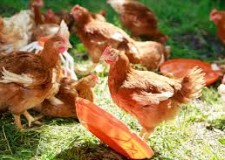 ferme de pasari in austriia