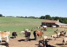 ferme de animale in germania