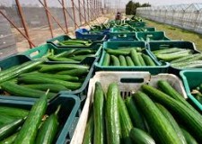 depozite de castraveti germania