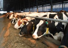 ferme de vaci in austria