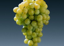 butasi soi masa ITALIA