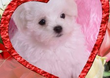 Bichoni maltezi pupaciosi si pufosi un cadou frumos pentru cel mic