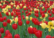 sere de flori in Olanda