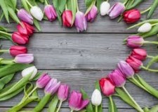 sere de flori in olanda