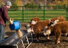 Curs LucrÄƒtor Ã®n cresterea animalelor