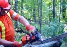 LucrÄƒtor Ã®n silviculturÄƒ