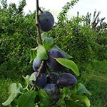 Producem si comercializam pomi fructiferi din toate speciile pomicole